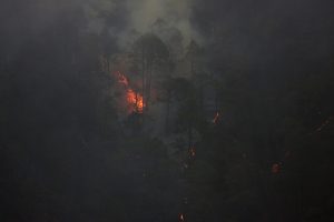 WIldfire Insurance